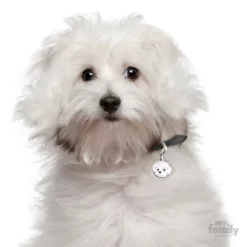 Ταυτότητα Σκύλου My Family Bolognese -Προμήθειες Για Κατοικίδια Κατάστημα πωλήσεων bol2 1000x1000 1