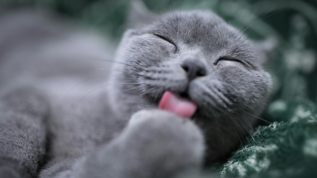 Προμήθειες Για Κατοικίδια Κατάστημα πωλήσεων 11 Προμήθειες Για Κατοικίδια Κατάστημα πωλήσεων -Προμήθειες Για Κατοικίδια Κατάστημα πωλήσεων cat grooming