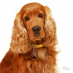 Ταυτότητα Σκύλου My Family Cocker Orange And White -Προμήθειες Για Κατοικίδια Κατάστημα πωλήσεων cocker orange 1000x1000 1