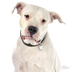 Ταυτότητα Σκύλου My Family Argentine Dogo -Προμήθειες Για Κατοικίδια Κατάστημα πωλήσεων dogo1 1000x1000 1