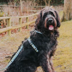 Επιστήθιο Max & Molly Black Sheep Small 1,5x41-52cm -Προμήθειες Για Κατοικίδια Κατάστημα πωλήσεων gZDc3kcY 1000x1000 1