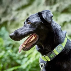 Περιλαίμιο Σκύλου Hunter Hilo Vario Basic L 3,2 X 40-60cm Τιρκουάζ 13 Περιλαίμιο Σκύλου Hunter Hilo Vario Basic L 3,2 X 40-60cm Τιρκουάζ -Προμήθειες Για Κατοικίδια Κατάστημα πωλήσεων hu hilo5 1000x1000 1