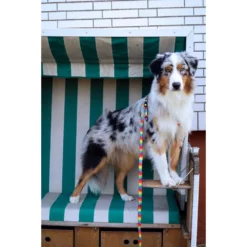 Λουρί - Οδηγός Max & Molly Jelly Bears Small 1,5x120cm 10 Λουρί - Οδηγός Max & Molly Jelly Bears Small 1,5x120cm -Προμήθειες Για Κατοικίδια Κατάστημα πωλήσεων jelly20bears20lifestyle 1000x1000h