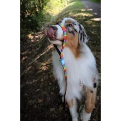 Λουρί - Οδηγός Max & Molly Jelly Bears Small 1,5x120cm 9 Λουρί - Οδηγός Max & Molly Jelly Bears Small 1,5x120cm -Προμήθειες Για Κατοικίδια Κατάστημα πωλήσεων jelly20bears20lifestyle2 1000x1000h