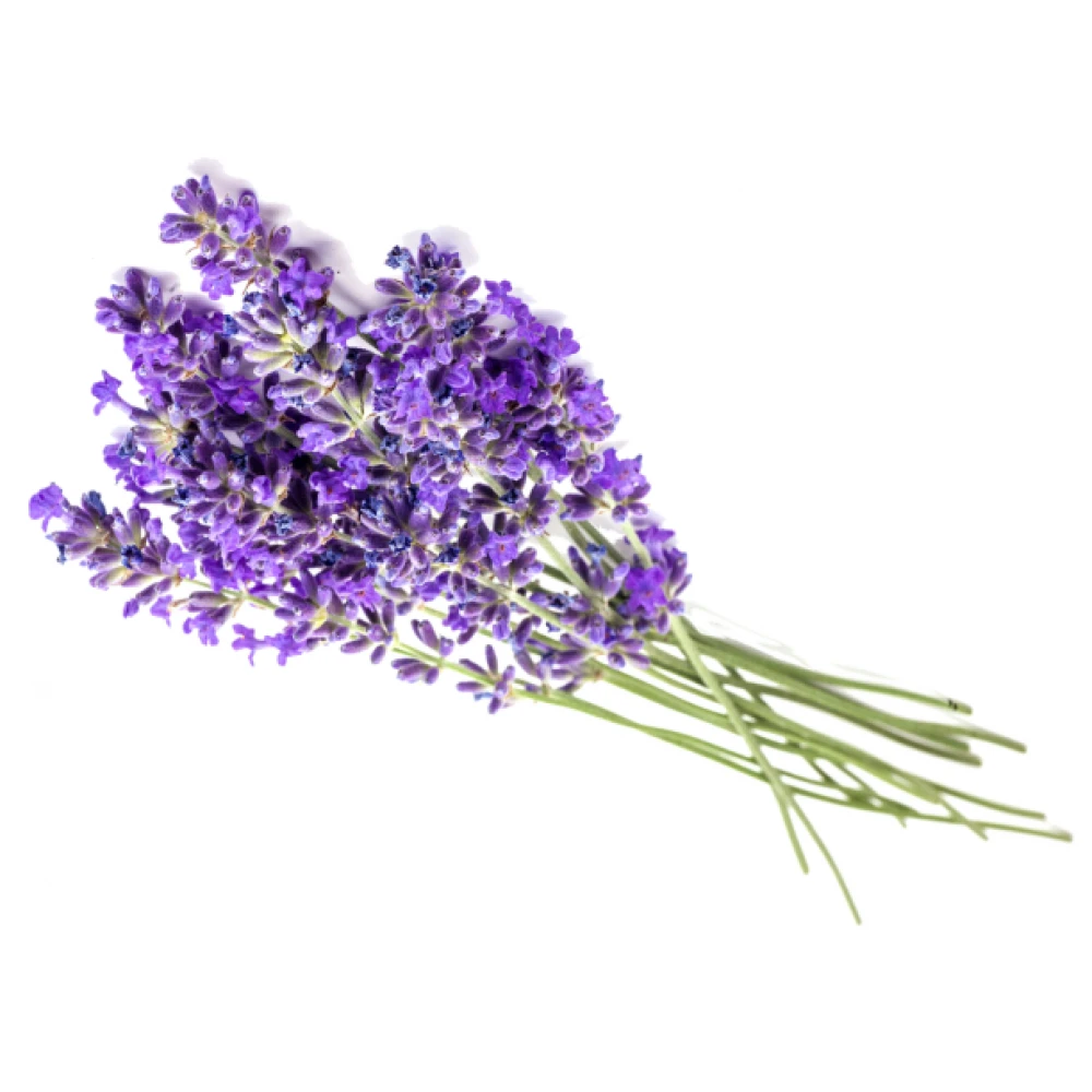 Petex Spray DeadSea Detangling Rosemary και Ginger για ξεμπέρδεμα 400ml 3 Petex Spray DeadSea Detangling Rosemary και Ginger για ξεμπέρδεμα 400ml - Image 3