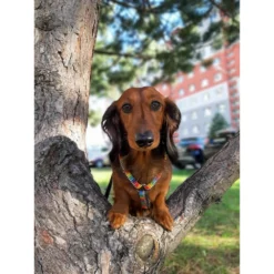 Επιστήθιο Max & Molly Crayons Medium 2x53-69cm -Προμήθειες Για Κατοικίδια Κατάστημα πωλήσεων mm cray 1000x1000h