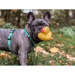 Επιστήθιο Max & Molly Ducklings Small 1,5x41-52cm 11 Επιστήθιο Max & Molly Ducklings Small 1,5x41-52cm -Προμήθειες Για Κατοικίδια Κατάστημα πωλήσεων mm duck 1000x1000w 1