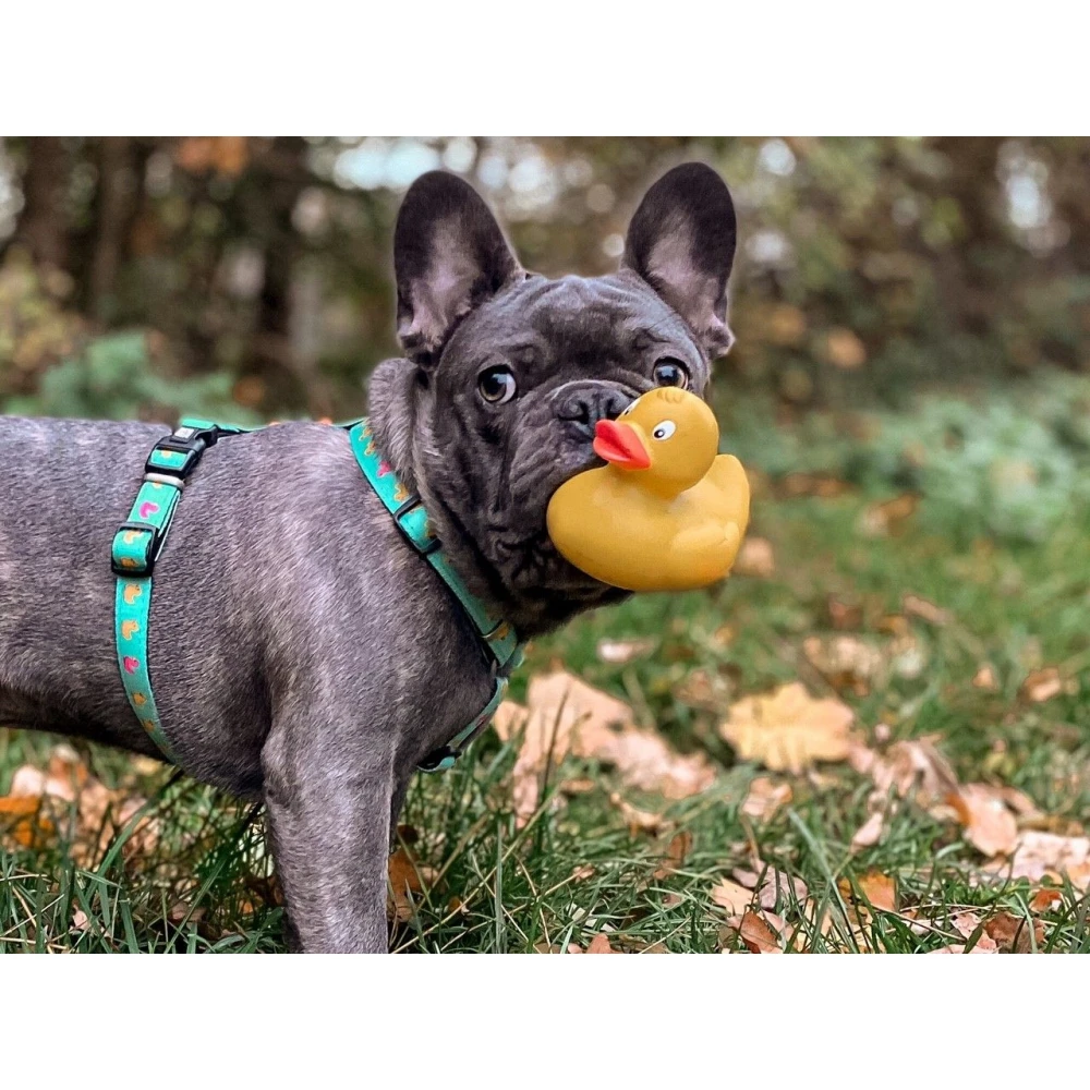 Επιστήθιο Max & Molly Ducklings Small 1,5x41-52cm 5 Επιστήθιο Max & Molly Ducklings Small 1,5x41-52cm - Image 5