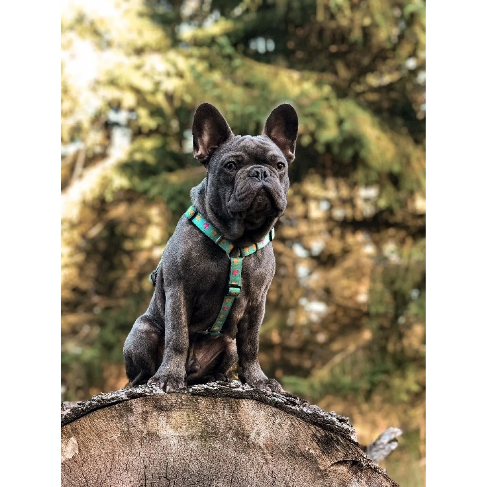 Επιστήθιο Max & Molly Ducklings Small 1,5x41-52cm 7 Επιστήθιο Max & Molly Ducklings Small 1,5x41-52cm - Image 7