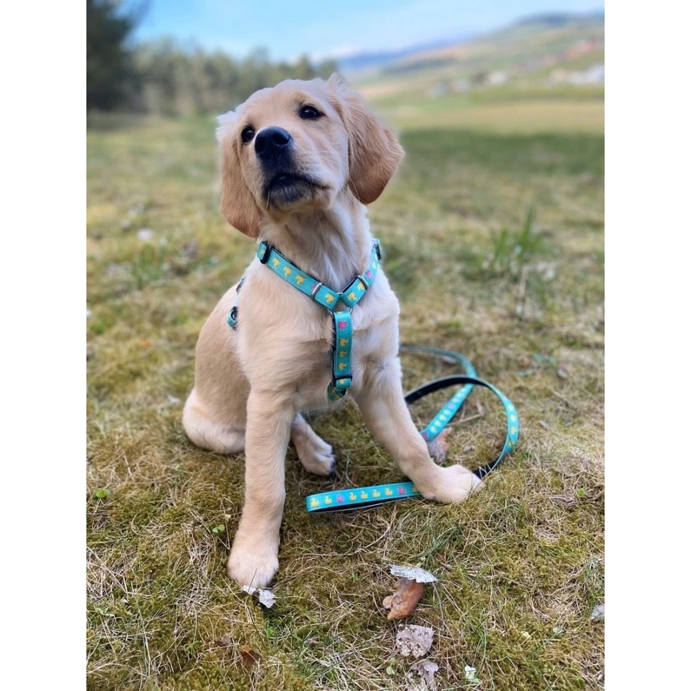 Επιστήθιο Max & Molly Ducklings Small 1,5x41-52cm 6 Επιστήθιο Max & Molly Ducklings Small 1,5x41-52cm - Image 6