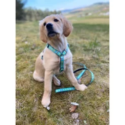 Επιστήθιο Max & Molly Ducklings Large 2,5x70-98cm -Προμήθειες Για Κατοικίδια Κατάστημα πωλήσεων mm duck3 1000x1000h