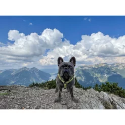 Επιστήθιο Max & Molly Kiwi Large 2,5x70-98cm -Προμήθειες Για Κατοικίδια Κατάστημα πωλήσεων mm kiwi 1000x1000w