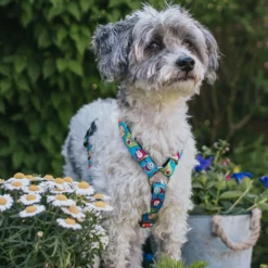 Επιστήθιο Max & Molly Little Monsters Large 2,5x70-98cm -Προμήθειες Για Κατοικίδια Κατάστημα πωλήσεων mm monster 1000x1000 1