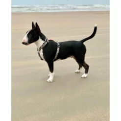 Επιστήθιο Max & Molly Zebra Large 2,5x70-98cm -Προμήθειες Για Κατοικίδια Κατάστημα πωλήσεων mm zebra 1000x1000h