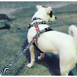 Επιστήθιο Max & Molly Zebra Large 2,5x70-98cm -Προμήθειες Για Κατοικίδια Κατάστημα πωλήσεων mm zebra2 1000x1000w