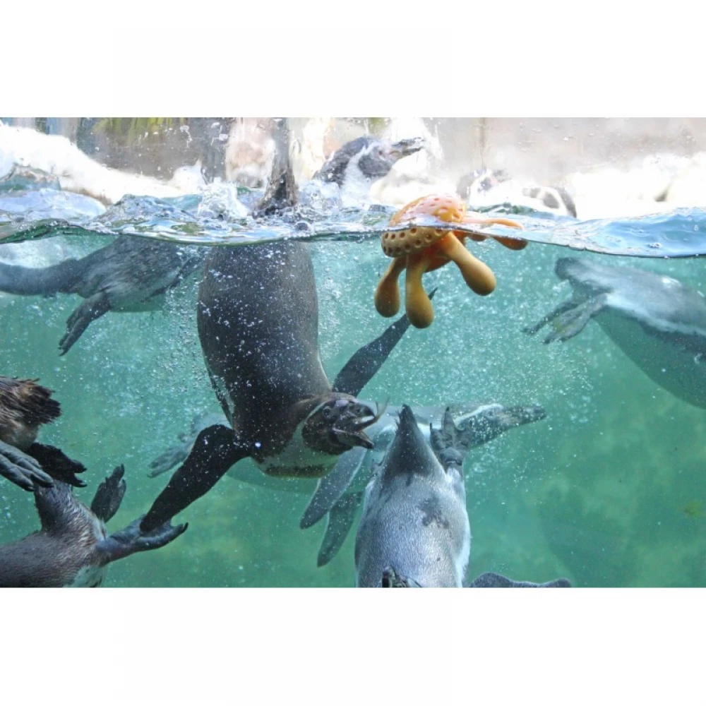 Παιχνίδι Σκύλου Kiwi Walker Lets Play Octopus 20cm Green 3 Παιχνίδι Σκύλου Kiwi Walker Lets Play Octopus 20cm Green - Image 3