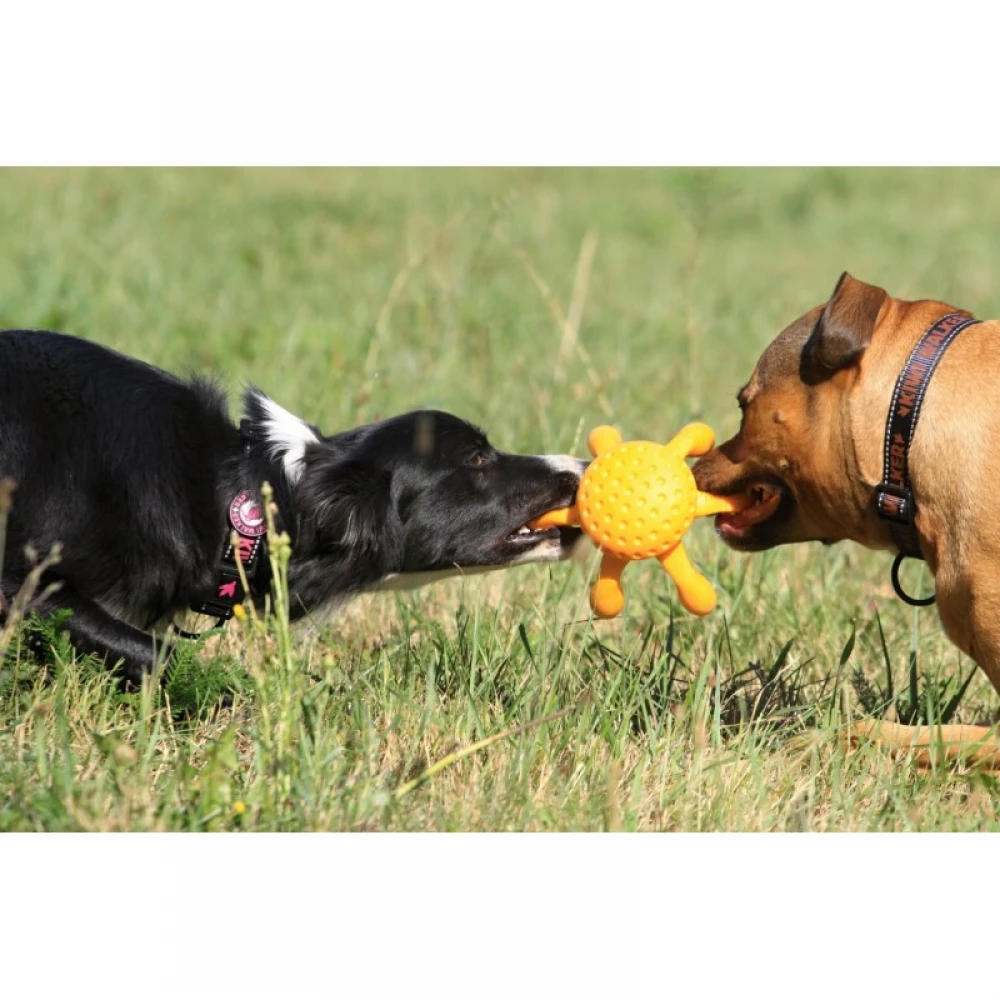 Παιχνίδι Σκύλου Kiwi Walker Lets Play Octopus 20cm Green 4 Παιχνίδι Σκύλου Kiwi Walker Lets Play Octopus 20cm Green - Image 4