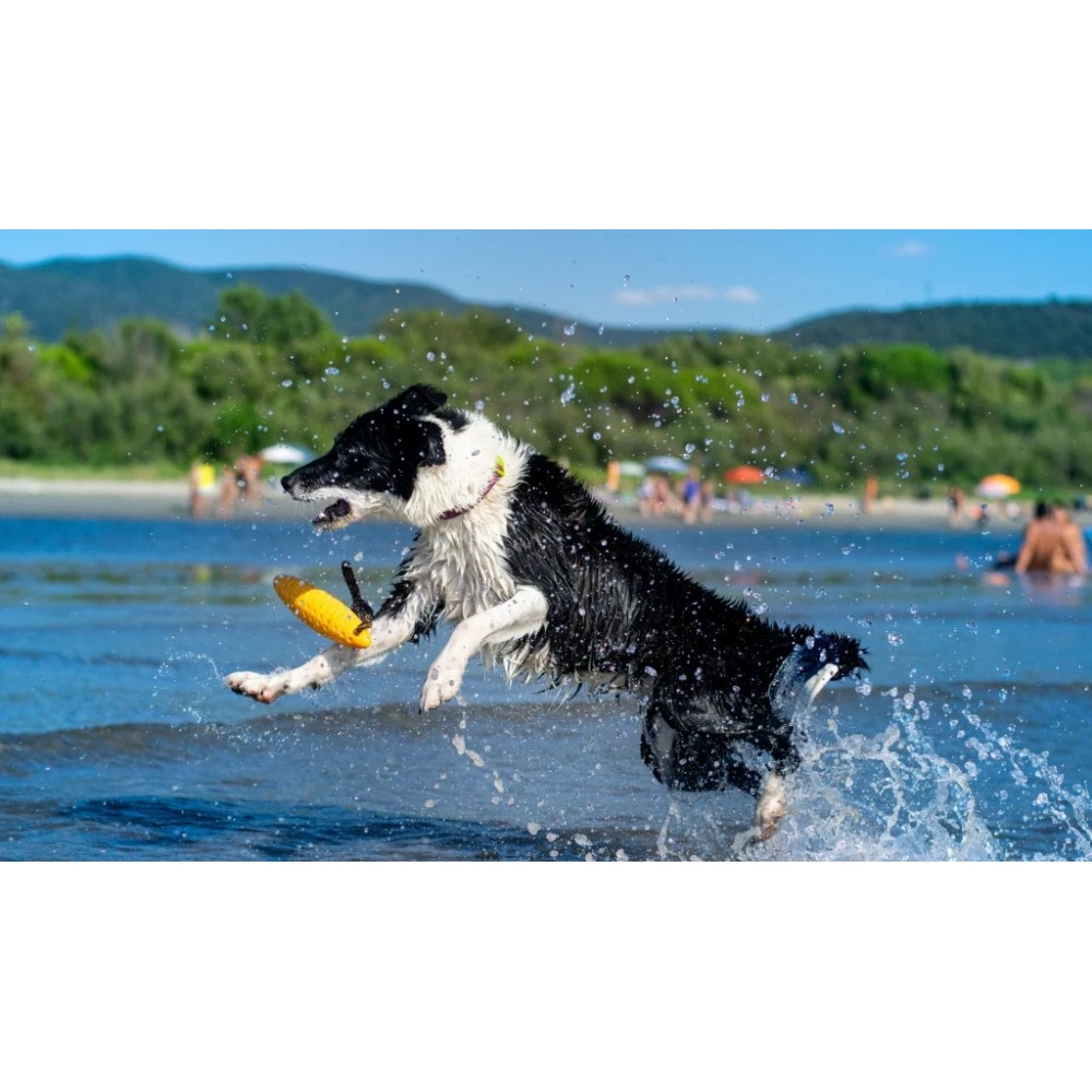 Παιχνίδι σκύλου Kiwi Walker Lets Play Zeppelin Maxi 22cm Πορτοκαλί 5 Παιχνίδι σκύλου Kiwi Walker Lets Play Zeppelin Maxi 22cm Πορτοκαλί - Image 5