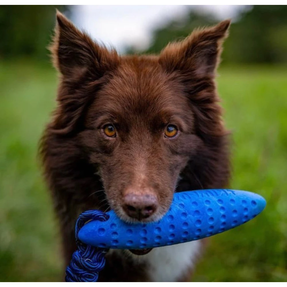 Παιχνίδι σκύλου Kiwi Walker Lets Play Zeppelin Maxi 22cm Πορτοκαλί 4 Παιχνίδι σκύλου Kiwi Walker Lets Play Zeppelin Maxi 22cm Πορτοκαλί - Image 4