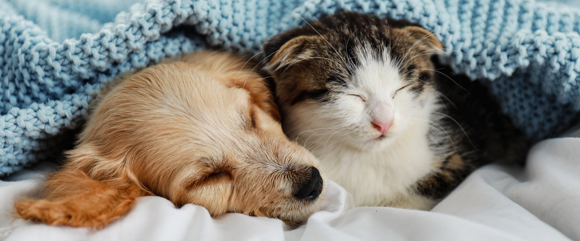 Προμήθειες Για Κατοικίδια Κατάστημα πωλήσεων 9 Προμήθειες Για Κατοικίδια Κατάστημα πωλήσεων -Προμήθειες Για Κατοικίδια Κατάστημα πωλήσεων petsalamina s50