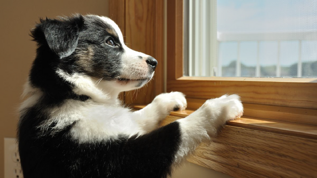 Προμήθειες Για Κατοικίδια Κατάστημα πωλήσεων 12 Προμήθειες Για Κατοικίδια Κατάστημα πωλήσεων -Προμήθειες Για Κατοικίδια Κατάστημα πωλήσεων puppy coping with