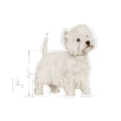 Royal Canin West Highland White Terrier Adult 1,5kg -Προμήθειες Για Κατοικίδια Κατάστημα πωλήσεων rc bhn westie cv eretailkit 1 6 1000x1000w