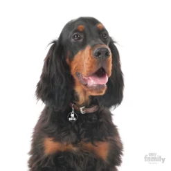 Ταυτότητα Σκύλου My Family Charms Rock 8 Ταυτότητα Σκύλου My Family Charms Rock -Προμήθειες Για Κατοικίδια Κατάστημα πωλήσεων rock1 1000x1000 1