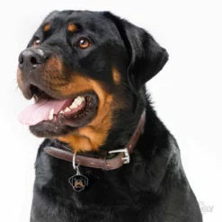 Ταυτότητα Σκύλου My Family Rottweiler 7 Ταυτότητα Σκύλου My Family Rottweiler -Προμήθειες Για Κατοικίδια Κατάστημα πωλήσεων rottweiler 1000x1000 1