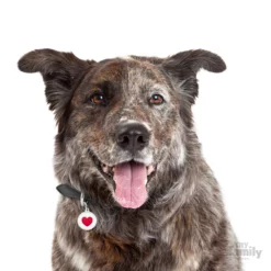 Ταυτότητα Σκύλου My Family Charms White Circle Red Heart 8 Ταυτότητα Σκύλου My Family Charms White Circle Red Heart -Προμήθειες Για Κατοικίδια Κατάστημα πωλήσεων ym041 1000x1000 1