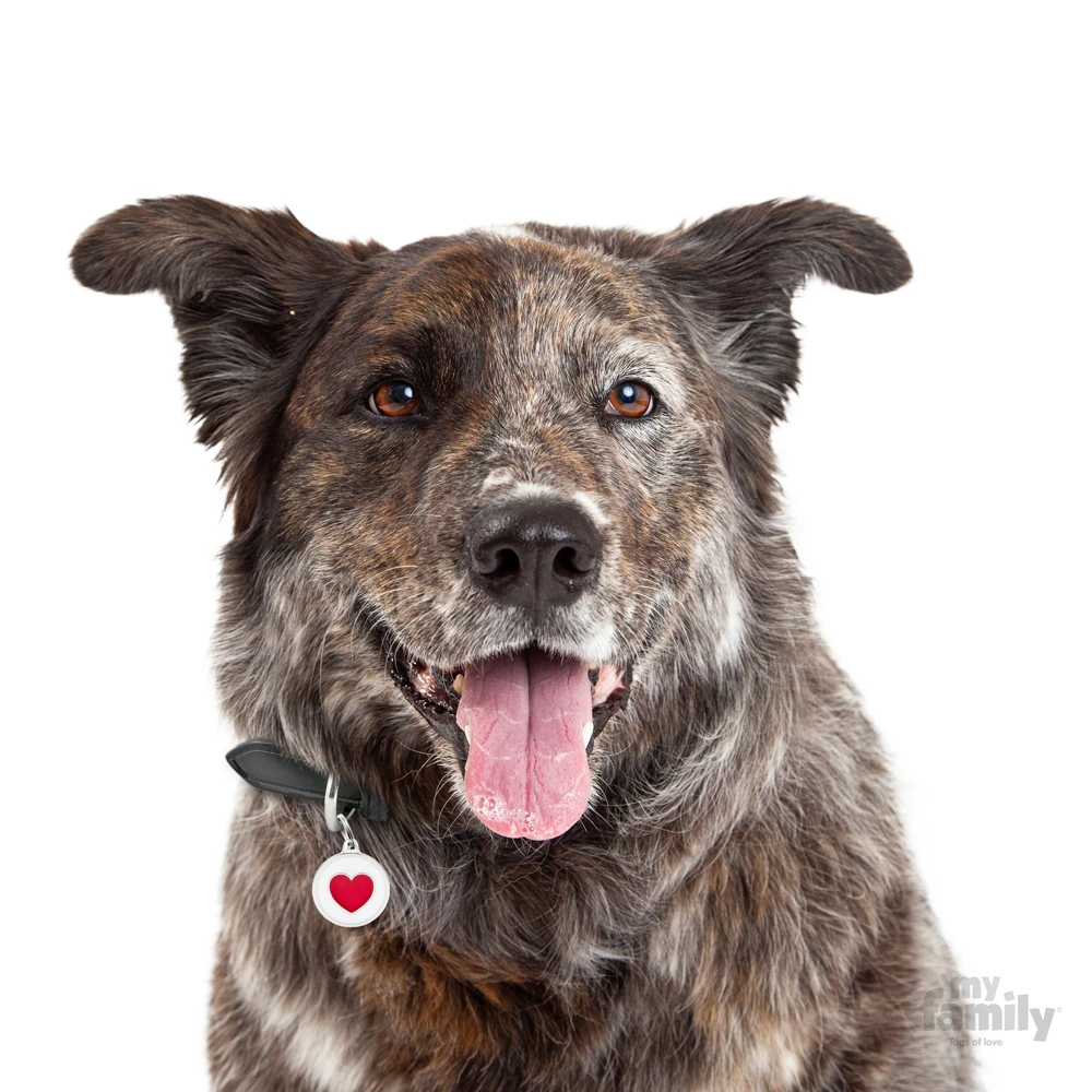 Ταυτότητα Σκύλου My Family Charms White Circle Red Heart 3 Ταυτότητα Σκύλου My Family Charms White Circle Red Heart - Image 3