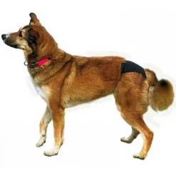 Βρακάκι Σκύλου Nobby Μαύρο No2 32-39cm 5 Βρακάκι Σκύλου Nobby Μαύρο No2 32-39cm -Προμήθειες Για Κατοικίδια Κατάστημα πωλήσεων yytttt79 1000x1000w